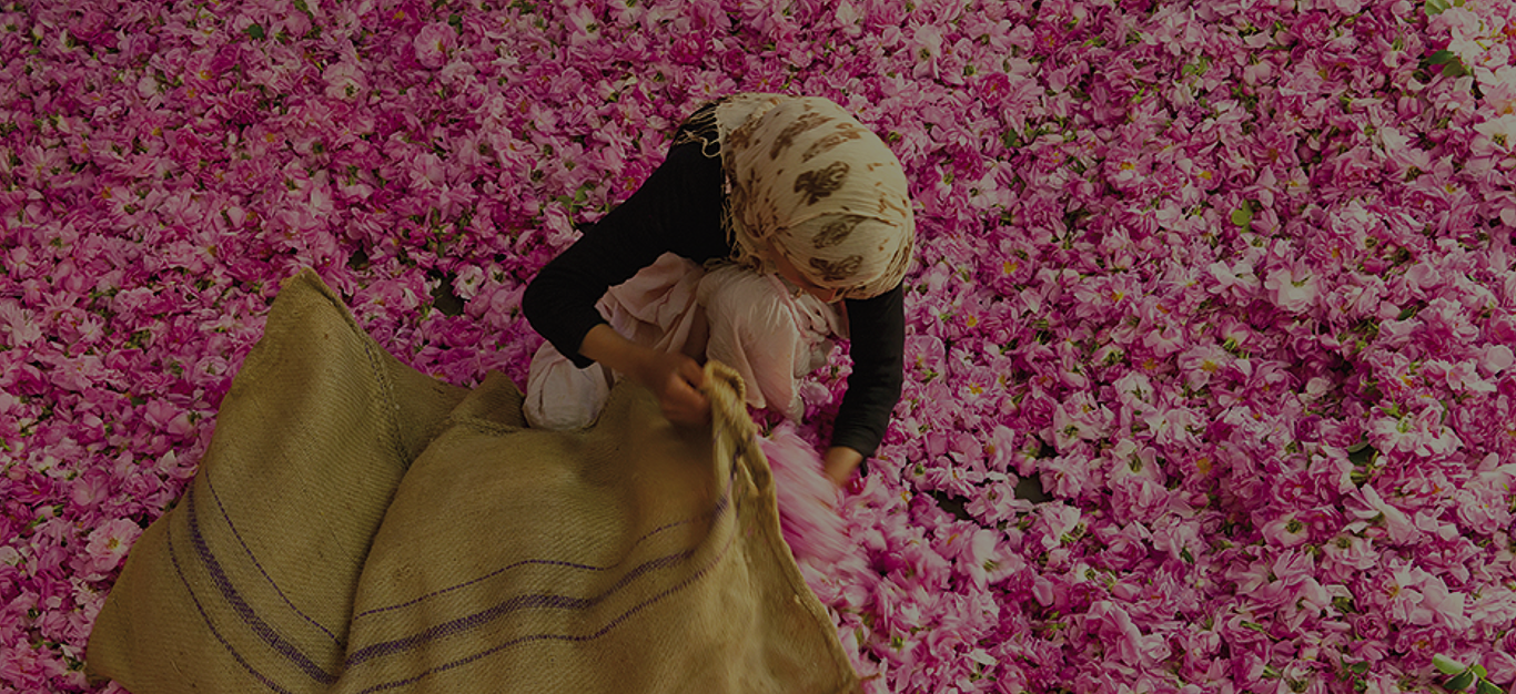 Rose Season in Kelaat M’Gouna