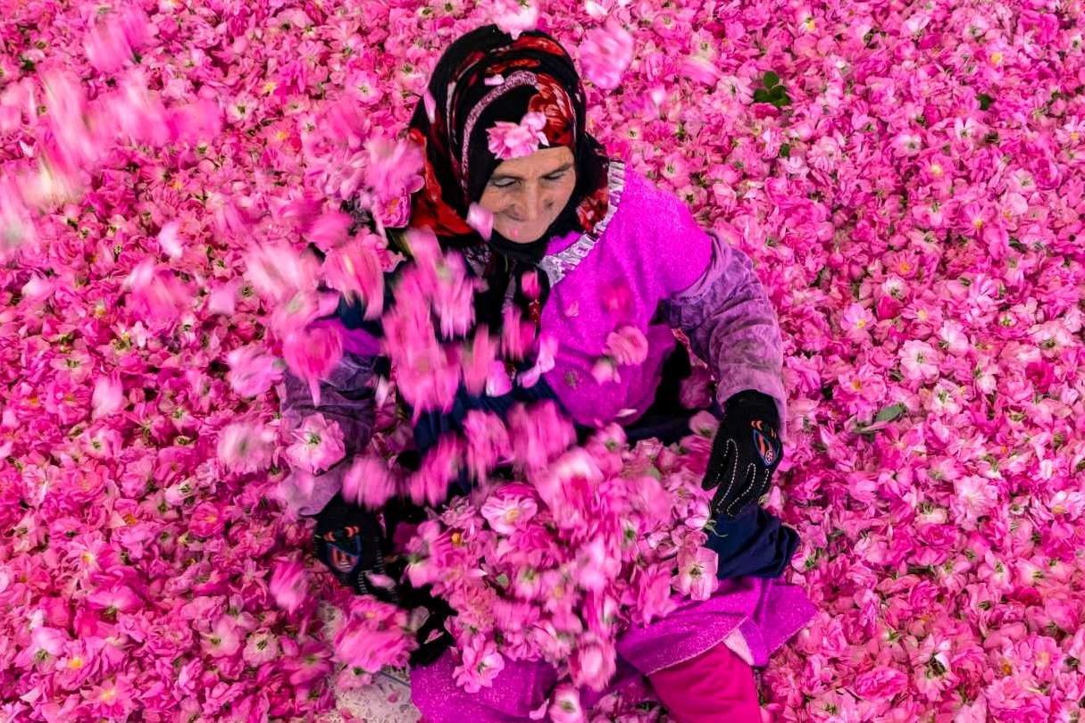 Rose Season in Kelaat M’Gouna