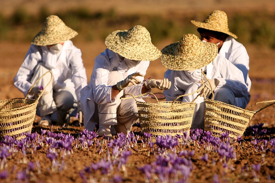 Taliouine: Morocco’s Saffron Capita