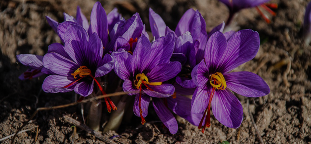 Taliouine: Morocco’s Saffron Capita